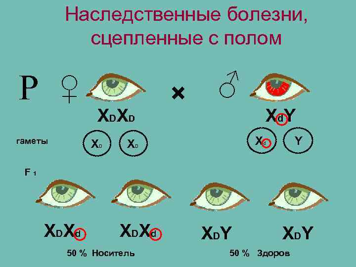 Наследственные болезни, сцепленные с полом Р ♀ гаметы X DX D XD × ♂