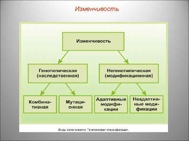 Изменчивость 