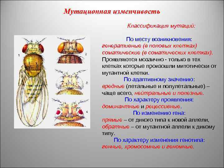 Мутационная изменчивость схема