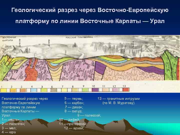 Геологический разрез через Восточно Европейскую платформу по линии Восточные Карпаты — Урал Геологический разрез