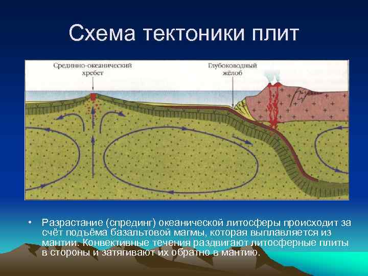 Схема тектоники плит • Разрастание (спрединг) океанической литосферы происходит за счёт подъёма базальтовой магмы,