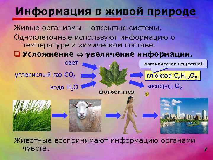Информация в живой природе Живые организмы – открытые системы. Одноклеточные используют информацию о 