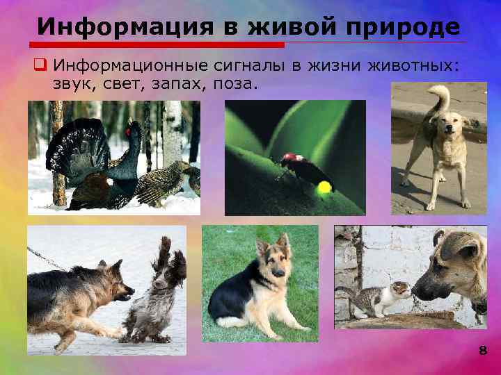 Информация в живой природе q Информационные сигналы в жизни животных:  звук, свет, запах,