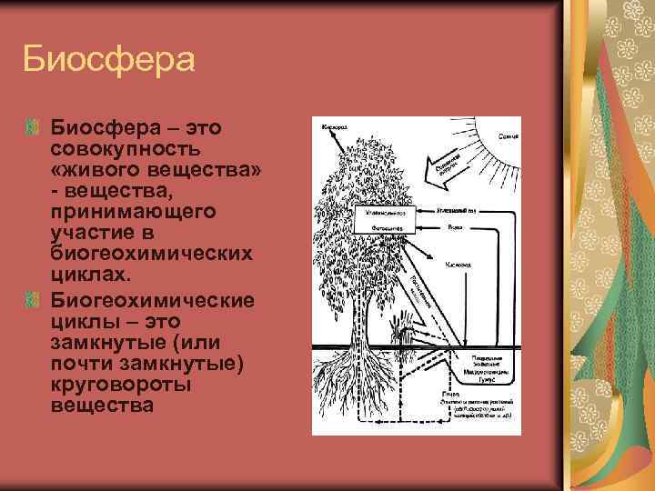 Биосфера – это совокупность «живого вещества» - вещества, принимающего участие в биогеохимических циклах. Биогеохимические