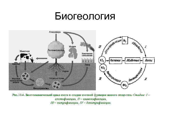       Биогеология Рис. 10. 4. Биогеохимический цикл азота и