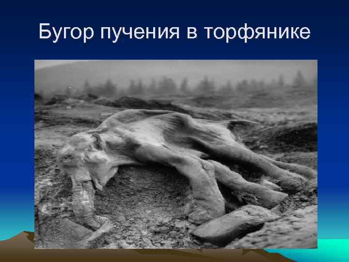 Бугор пучения в торфянике 