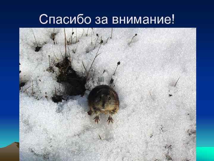 Спасибо за внимание!  КОНЕЦ! 