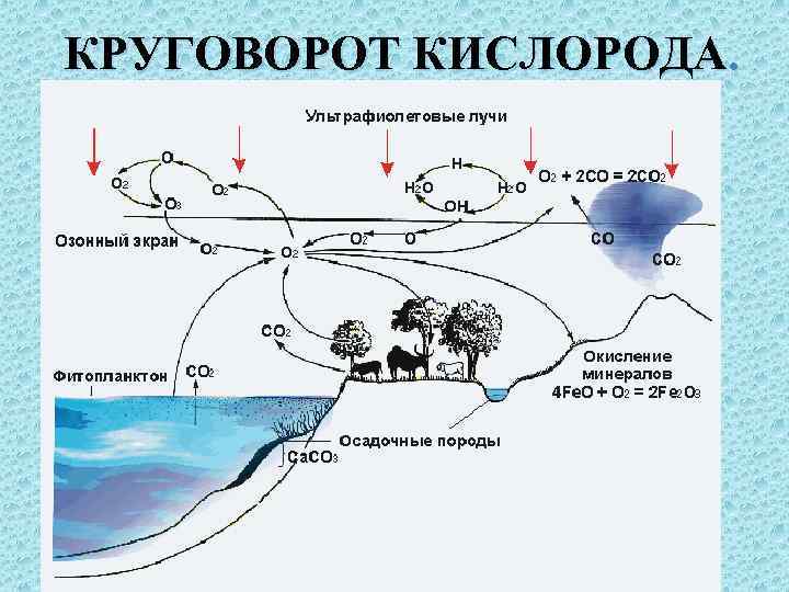 Схема круговорота кислорода в биосфере с пояснением