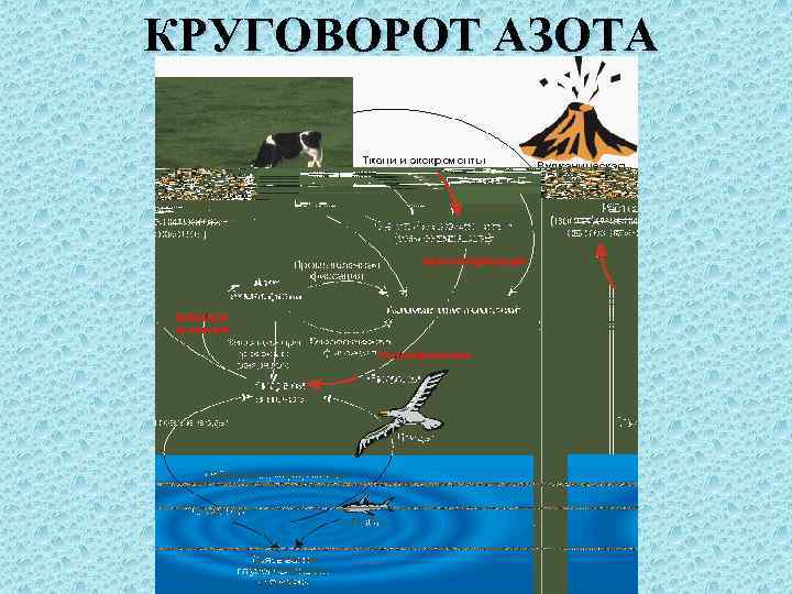 КРУГОВОРОТ АЗОТА 