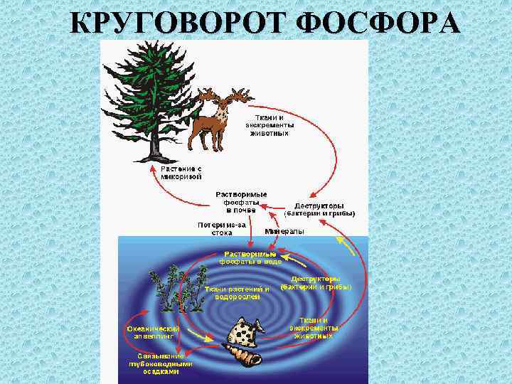 Круговорот оленей. Биологический круговорот фосфора схема. Круговорот веществ в природе фосфор. Круговорот азота углерода фосфора. Биологический цикл фосфора схема.