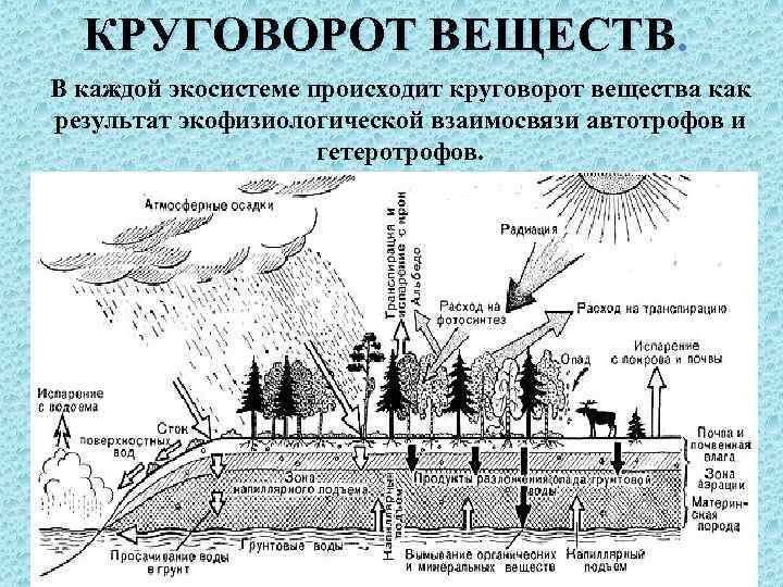 Картинка круговорот веществ в биосфере