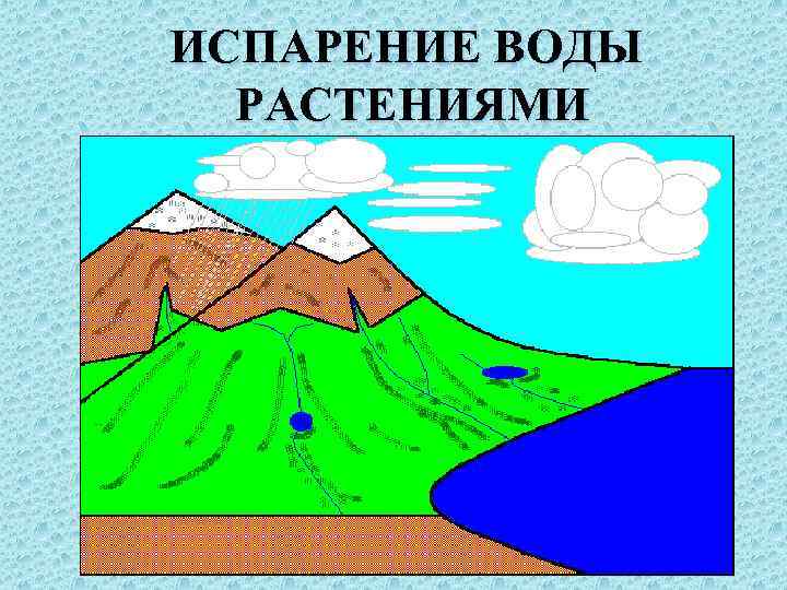 ИСПАРЕНИЕ ВОДЫ  РАСТЕНИЯМИ 