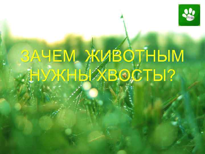 ЗАЧЕМ ЖИВОТНЫМ НУЖНЫ ХВОСТЫ? 