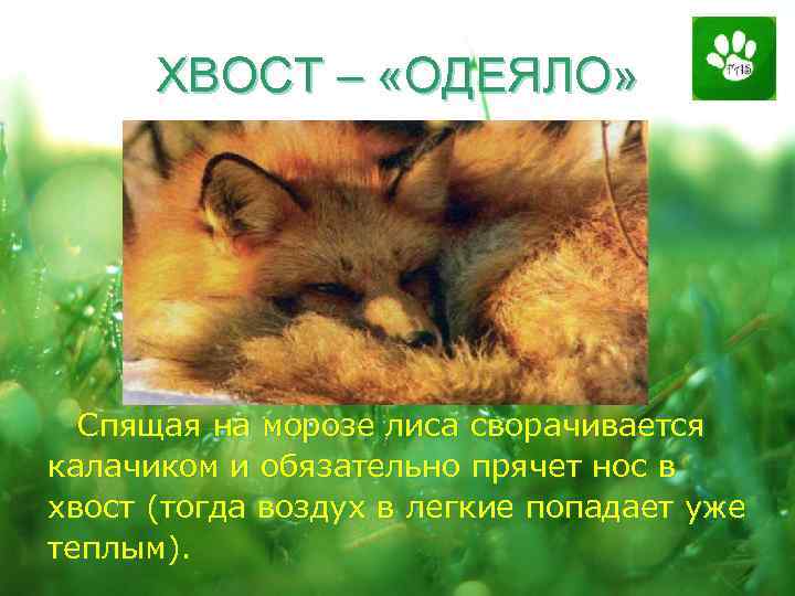 ХВОСТ – «ОДЕЯЛО» Спящая на морозе лиса сворачивается калачиком и обязательно прячет нос в