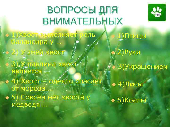 ВОПРОСЫ ДЛЯ ВНИМАТЕЛЬНЫХ u u u 1)Хвост выполняет роль балансира у … u 1)Птицы