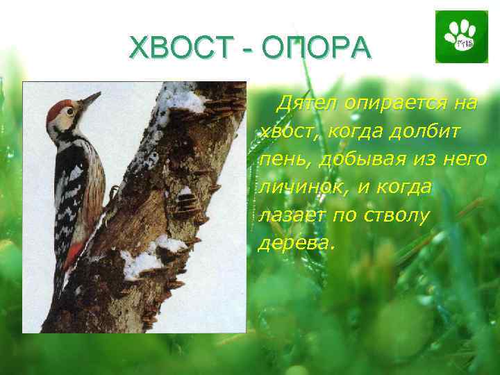 ХВОСТ - ОПОРА Дятел опирается на хвост, когда долбит пень, добывая из него личинок,