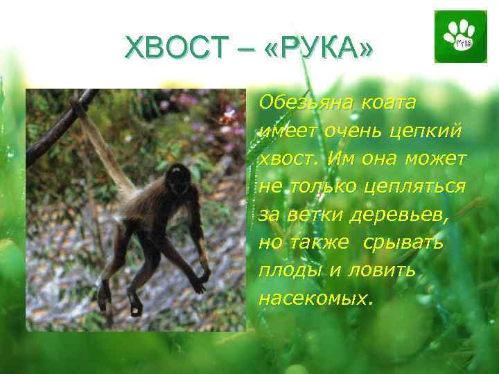 ХВОСТ – «РУКА» Обезьяна коата имеет очень цепкий хвост. Им она может не только