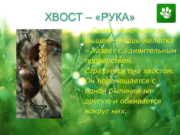 ХВОСТ – «РУКА» Самая маленькая из мышей – мышь-малютка – лазает с удивительным проворством.