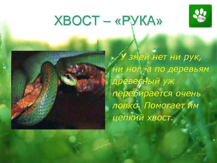 ХВОСТ – «РУКА» У змей нет ни рук, ни ног, а по деревьям древесный