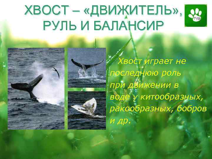 ХВОСТ – «ДВИЖИТЕЛЬ» , РУЛЬ И БАЛАНСИР Хвост играет не последнюю роль при движении