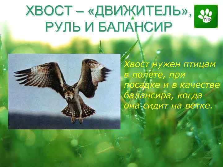 ХВОСТ – «ДВИЖИТЕЛЬ» , РУЛЬ И БАЛАНСИР Хвост нужен птицам в полете, при посадке