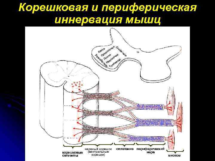 Корешковая иннервация нижних конечностей схема