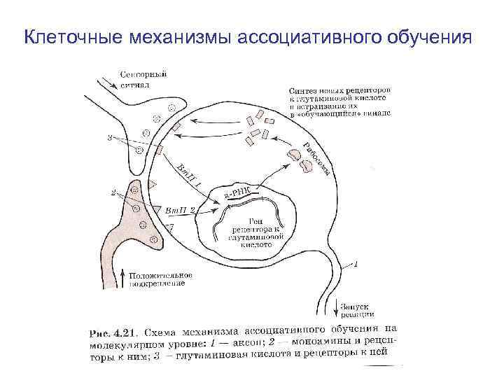 Клеточные механизмы ассоциативного обучения Клеточные механизмы ассоциативного обучения