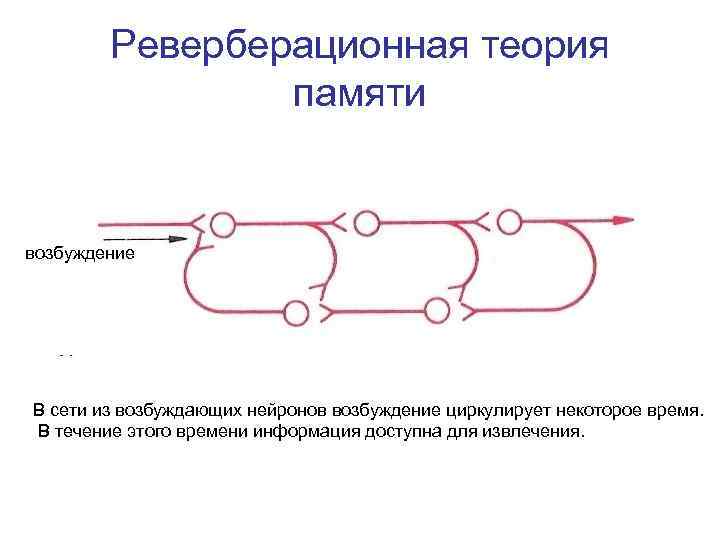 Цепь возбуждения. Реверберация схема физиология. Реверберационная теория памяти. Гипотеза реверберации памяти. Реверберационная возбуждения теория.