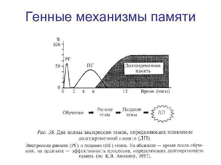Генные механизмы памяти Генные механизмы памяти