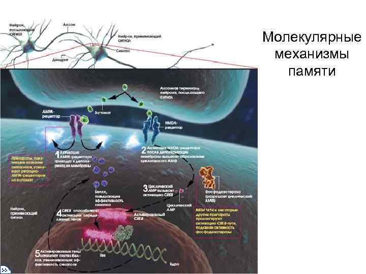Молекулярные механизмы памяти Молекулярные механизмы памяти