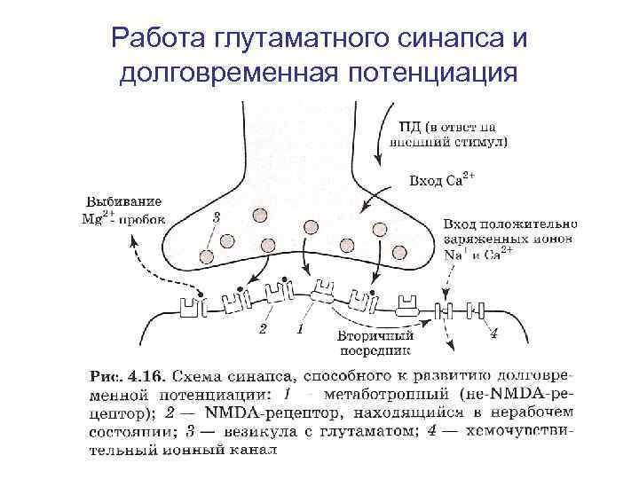 Схема электрического синапса