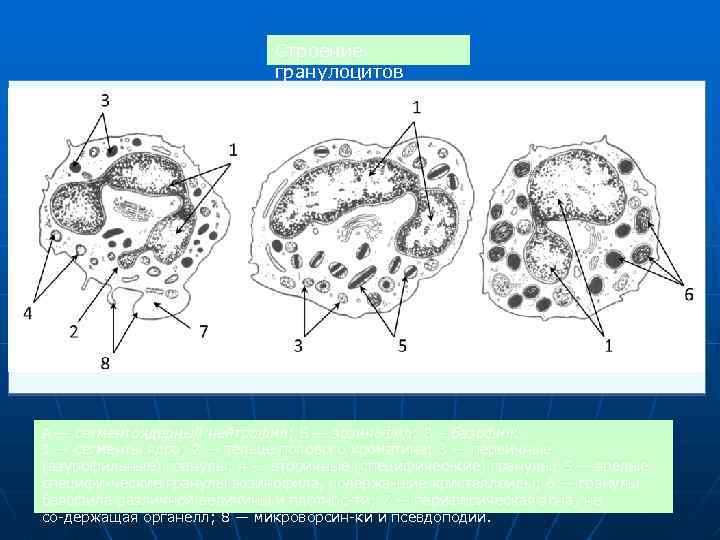 Cтроение гранулоцитов А Б В А — сегментоядерный нейтрофил; Б — эозинофил; В –