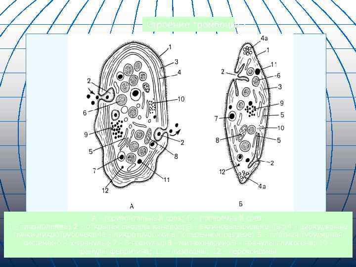 Строение тромбоцита А горизонтальный срез; Б поперечный срез. 1 плазмолемма; 2 открытая система каналов;