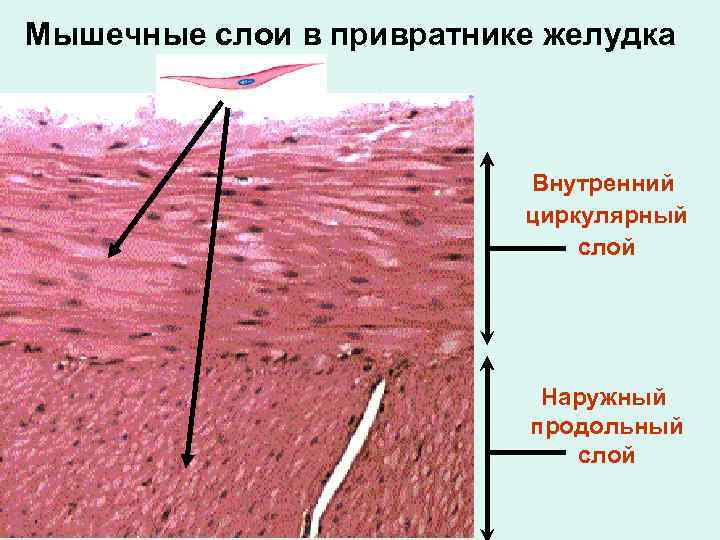 Мышечные слои в привратнике желудка Внутренний циркулярный слой Наружный продольный слой 