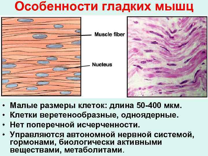 Особенности гладких мышц • • Малые размеры клеток: длина 50 -400 мкм. Клетки веретенообразные,
