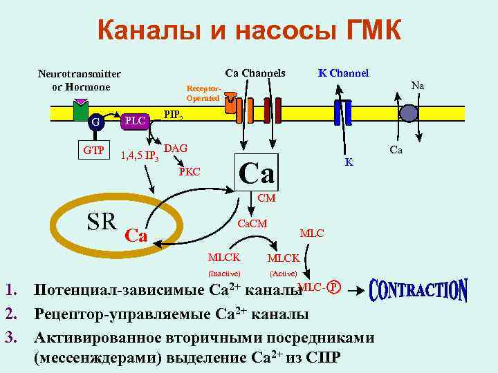 Каналы и насосы ГМК Ca Channels Neurotransmitter or Hormone G GDP GTP K Channel