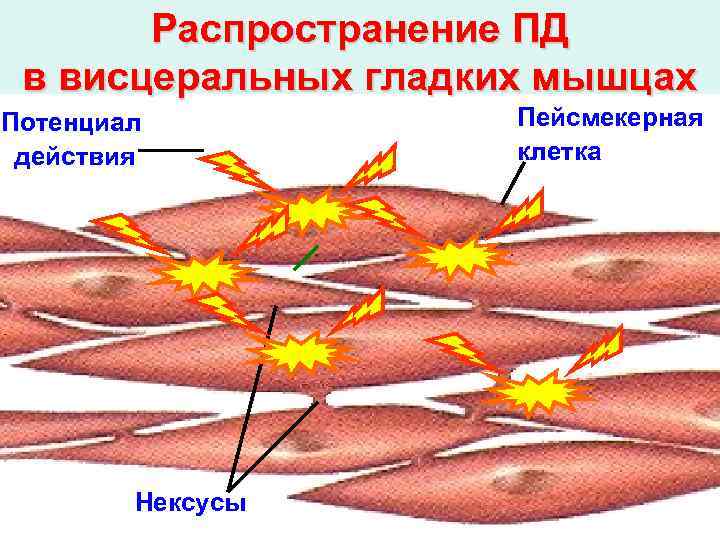 Распространение ПД в висцеральных гладких мышцах Потенциал действия Нексусы Пейсмекерная клетка 