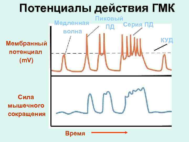 Потенциалы действия ГМК Пиковый Медленная ПД Серия ПД волна КУД Мембранный потенциал (m. V)