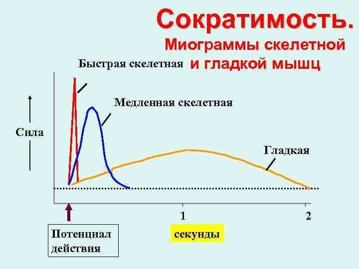 Сократимость. Миограммы скелетной Быстрая скелетная и гладкой мышц Медленная скелетная Сила Гладкая Потенциал действия