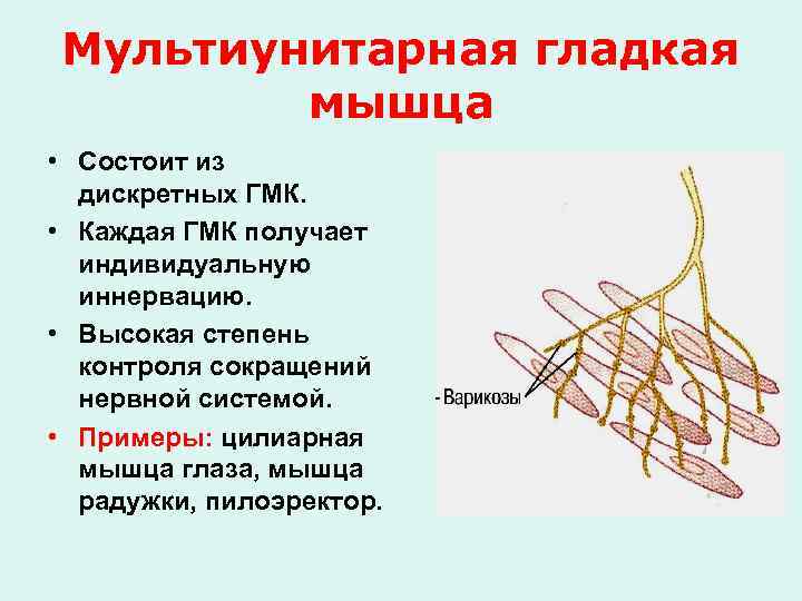 Мультиунитарная гладкая мышца • Состоит из дискретных ГМК. • Каждая ГМК получает индивидуальную иннервацию.