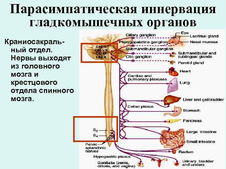 Парасимпатическая иннервация гладкомышечных органов Краниосакральный отдел. Нервы выходят из головного мозга и крестцового отдела
