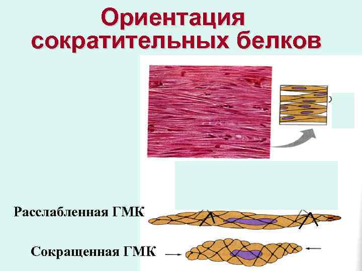 Ориентация сократительных белков Расслабленная ГМК Сокращенная ГМК 