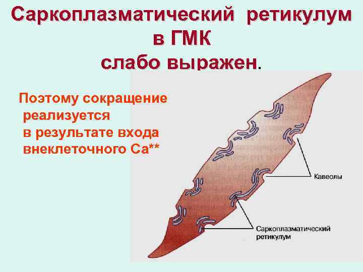 Саркоплазматический ретикулум в ГМК слабо выражен. Поэтому сокращение реализуется в результате входа внеклеточного Са**