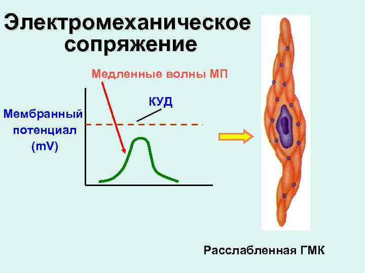 Электромеханическое сопряжение Медленные волны МП Мембранный потенциал (m. V) КУД Расслабленная ГМК 