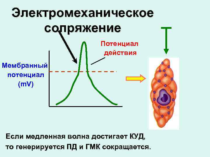 Электромеханическое сопряжение Потенциал действия Мембранный потенциал (m. V) Если медленная волна достигает КУД, то