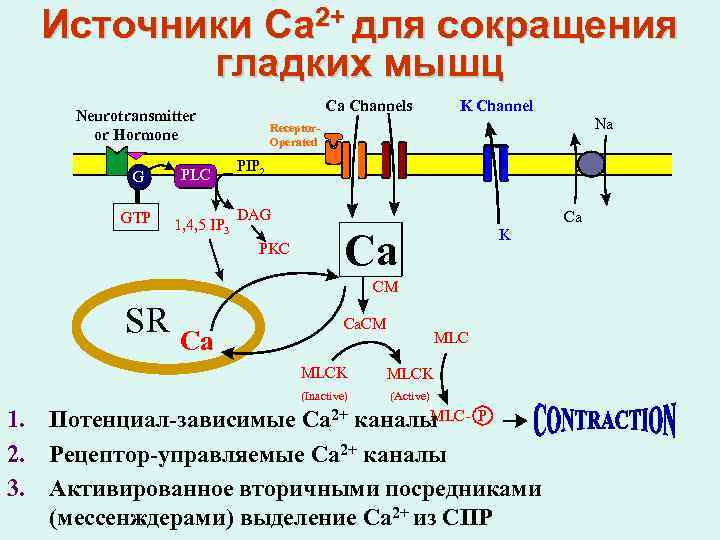 Источники Ca 2+ для сокращения гладких мышц Ca Channels Neurotransmitter or Hormone G GDP