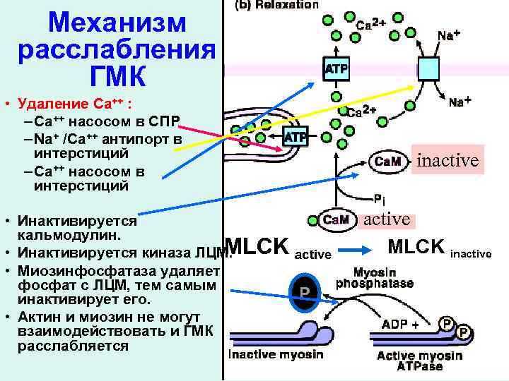 Механизм расслабления ГМК • Удаление Ca++ : – Ca++ насосом в СПР – Na+