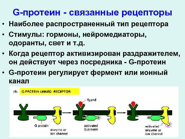 G-протеин - связанные рецепторы • Наиболее распространенный тип рецептора • Стимулы: гормоны, нейромедиаторы, одоранты,