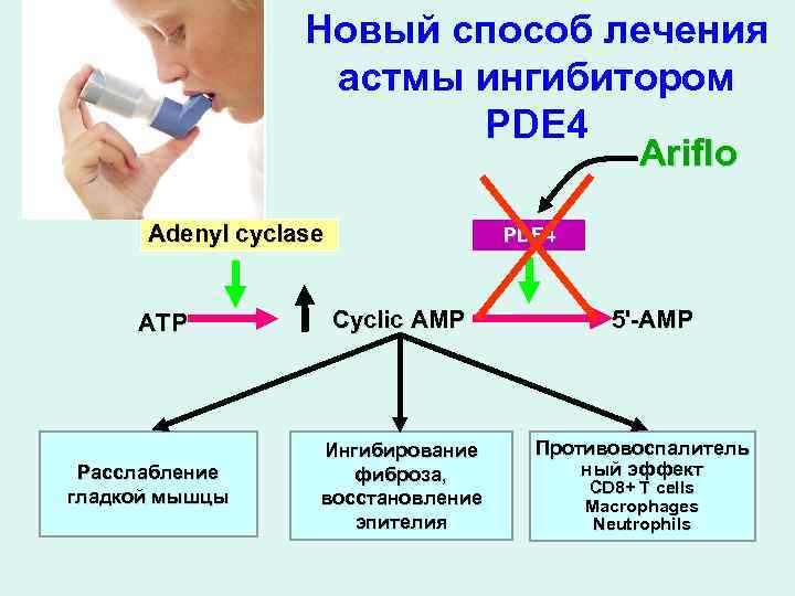 Новый способ лечения астмы ингибитором PDE 4 Ariflo Adenyl cyclase ATP Расслабление гладкой мышцы