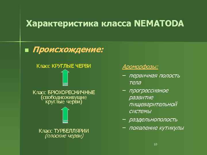 Характеристика класса NEMATODA n Происхождение: Класс КРУГЛЫЕ ЧЕРВИ Класс БРЮХОРЕСНИЧНЫЕ (свободноживущие круглые черви) Класс